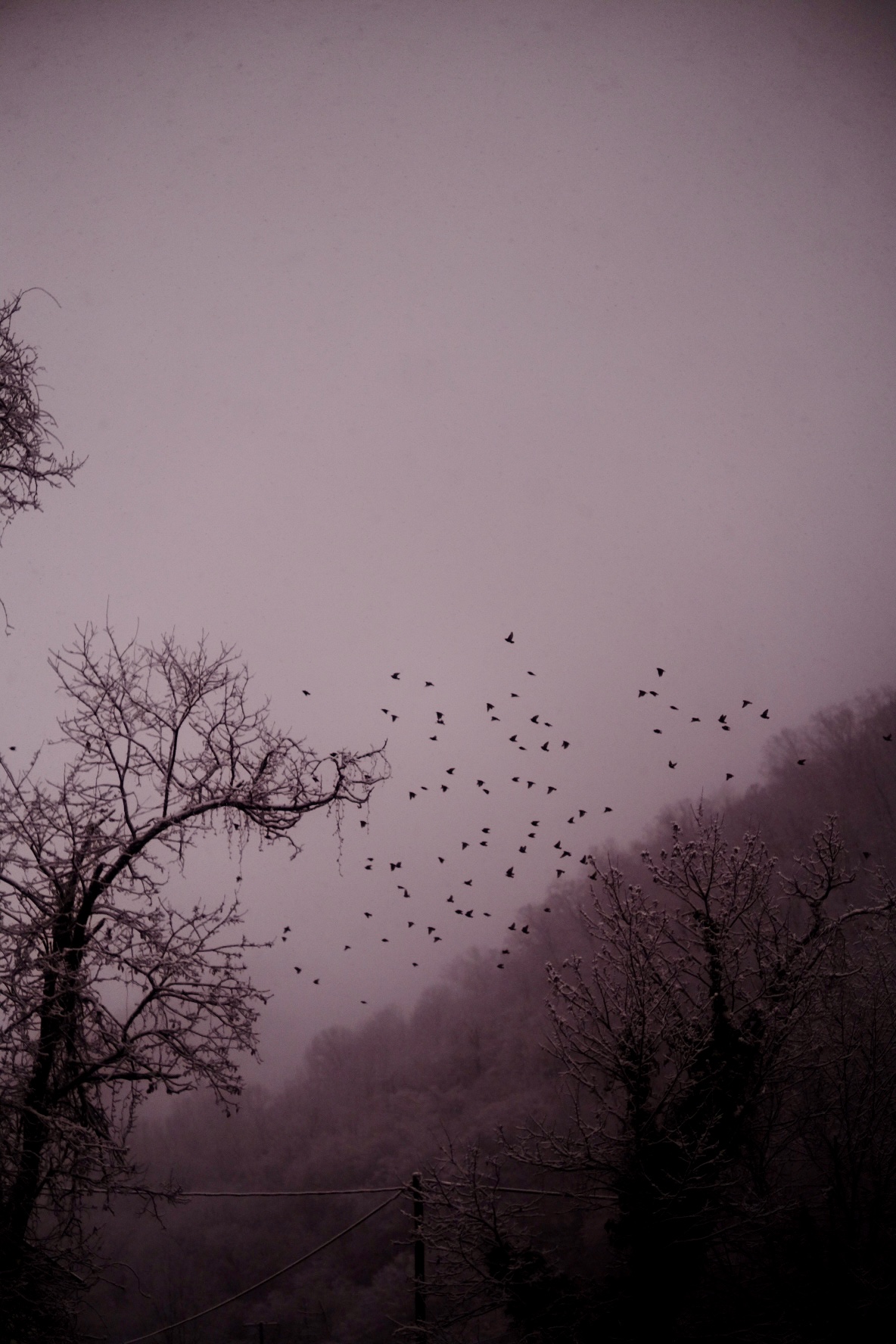murmuration